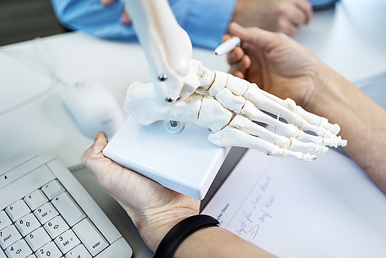 Eine Nachbildung eines Fußskeletts wird in den Händen gehalten. 